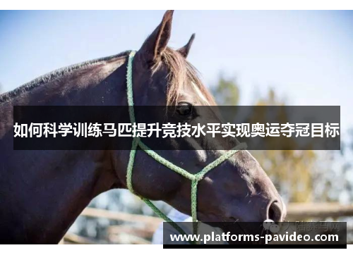 如何科学训练马匹提升竞技水平实现奥运夺冠目标